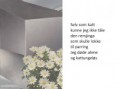 /album/nyfiftyfifty/katt-jpg1/