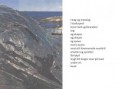 /album/nyfiftyfifty/havbrynharen-jpg1/